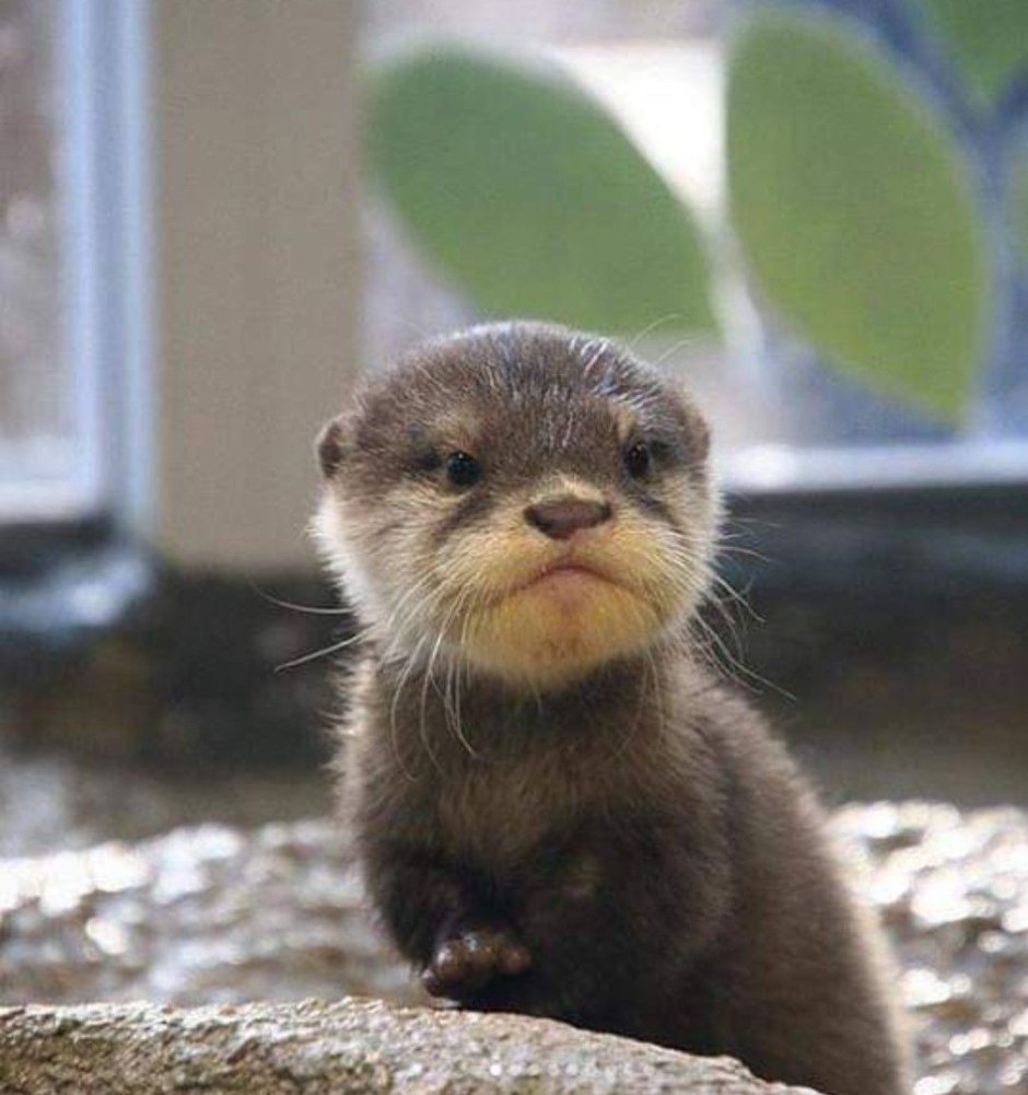 Выдра Речная домашняя