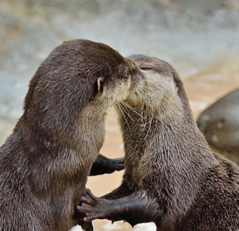 Выдра с детьми