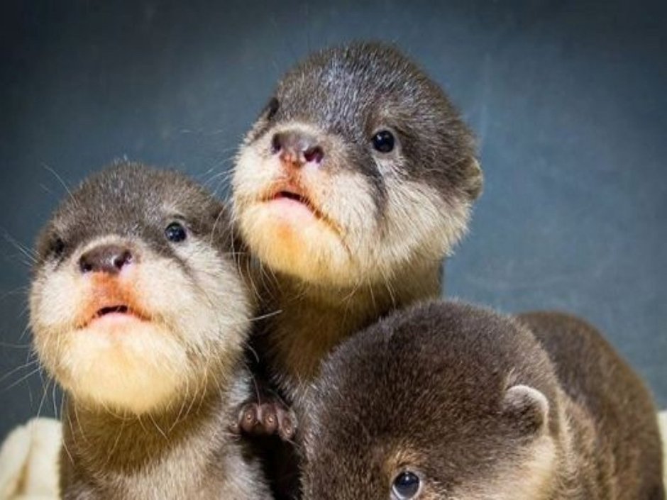 Кошачья выдра