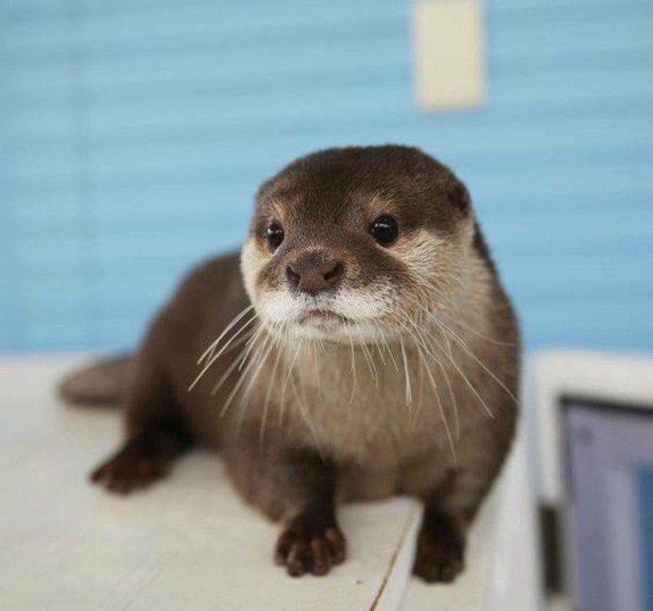 Хитрая выдра