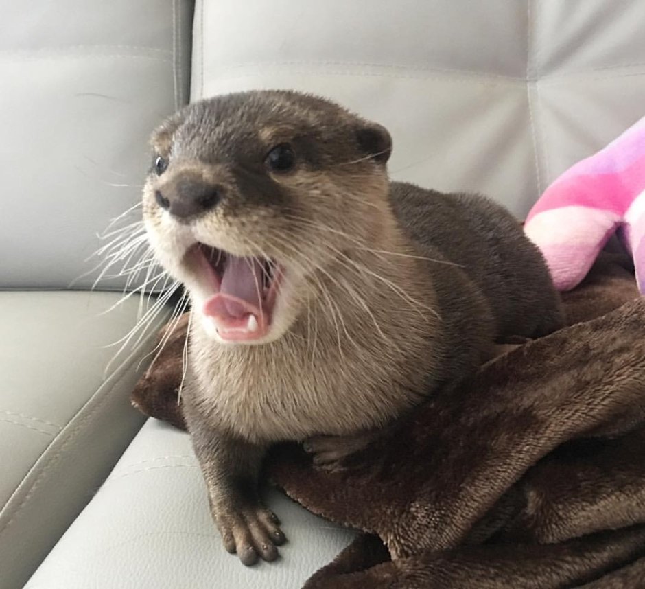 Милые выдры в шапочке