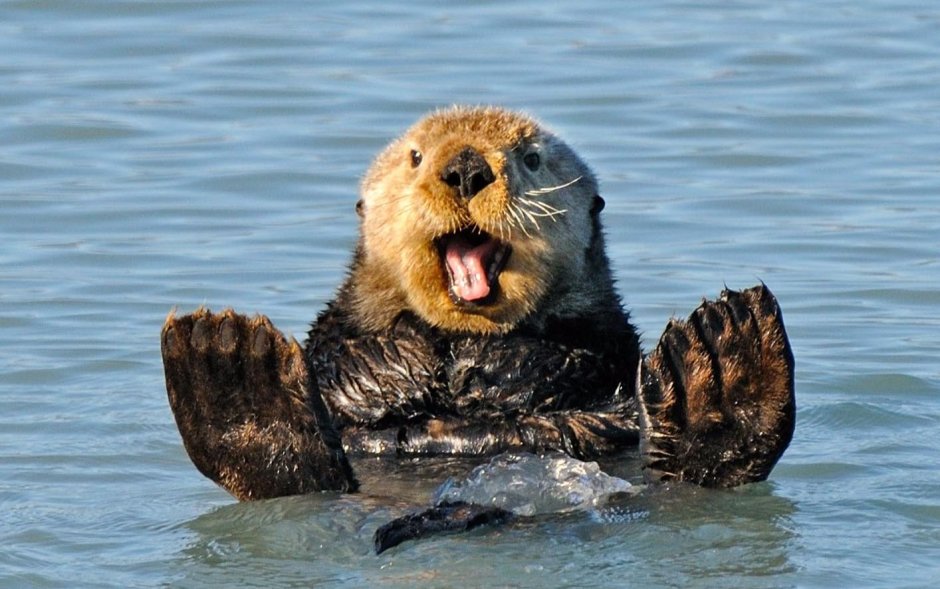 Выдра калан