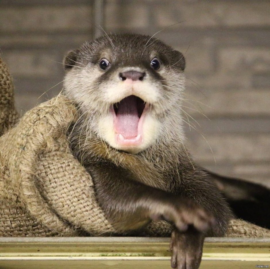 Байкальская выдра