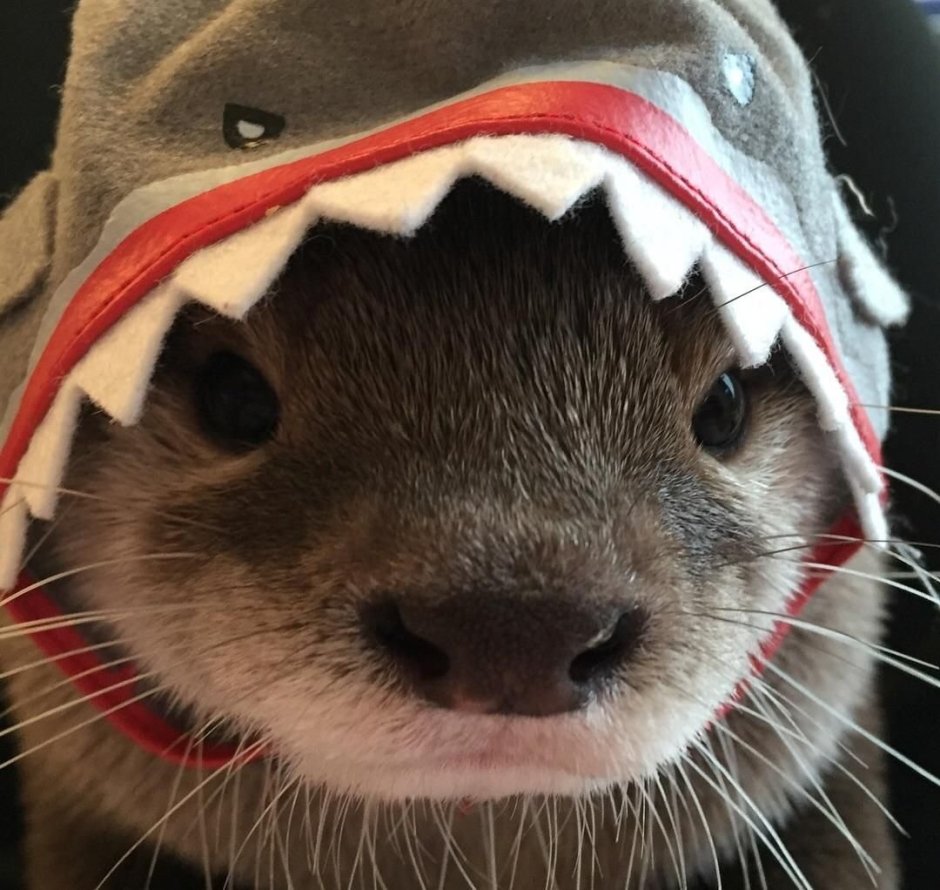 Выдра калан с детенышем