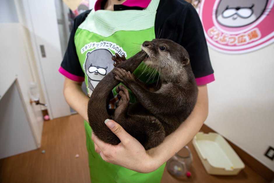 Детеныши калана морской выдры