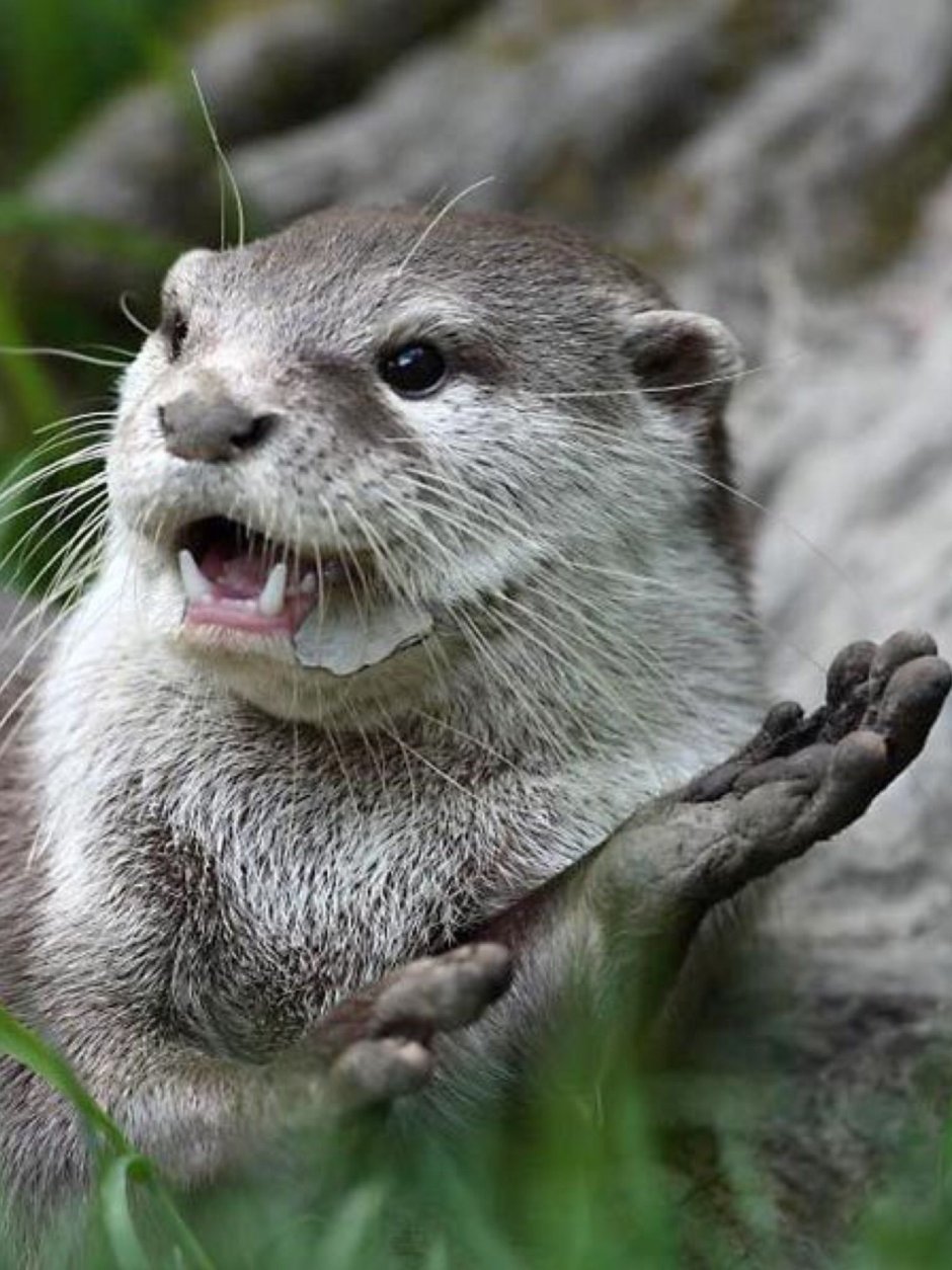 Северный калан с детенышем