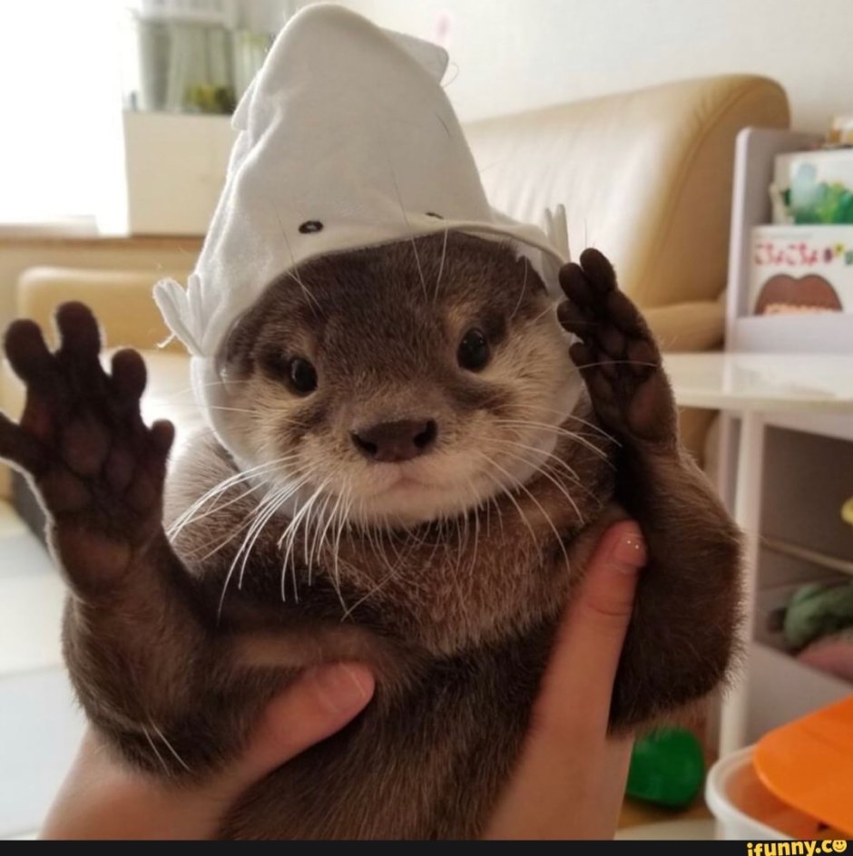 Дальневосточная выдра