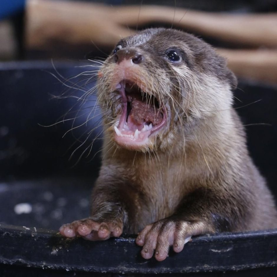 Выдра домашняя