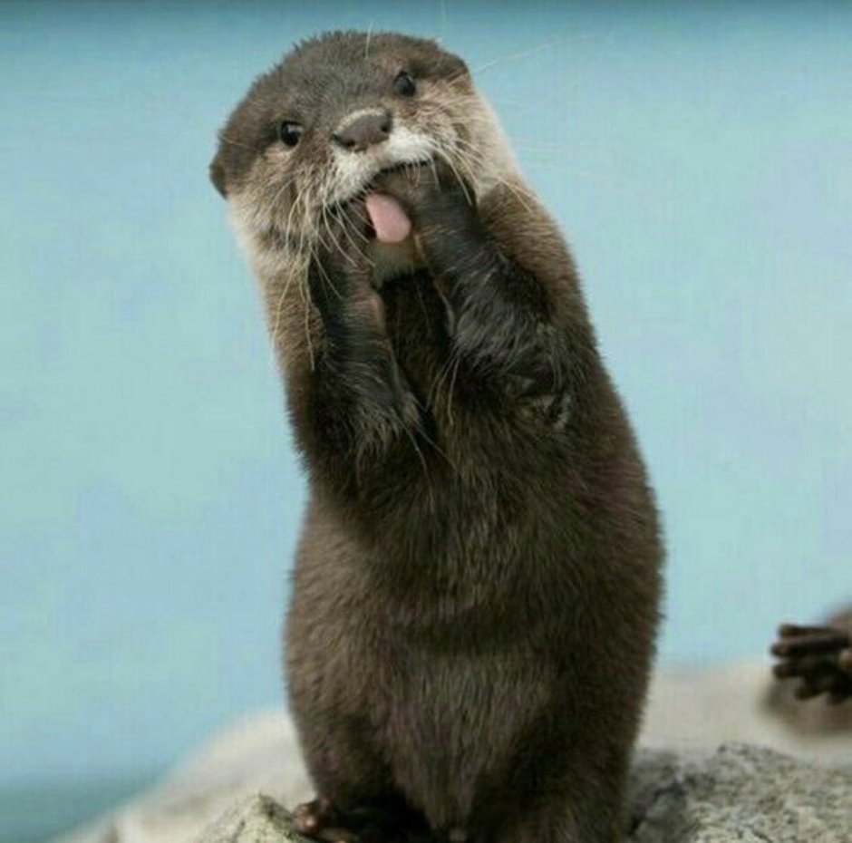 Выдра Мем