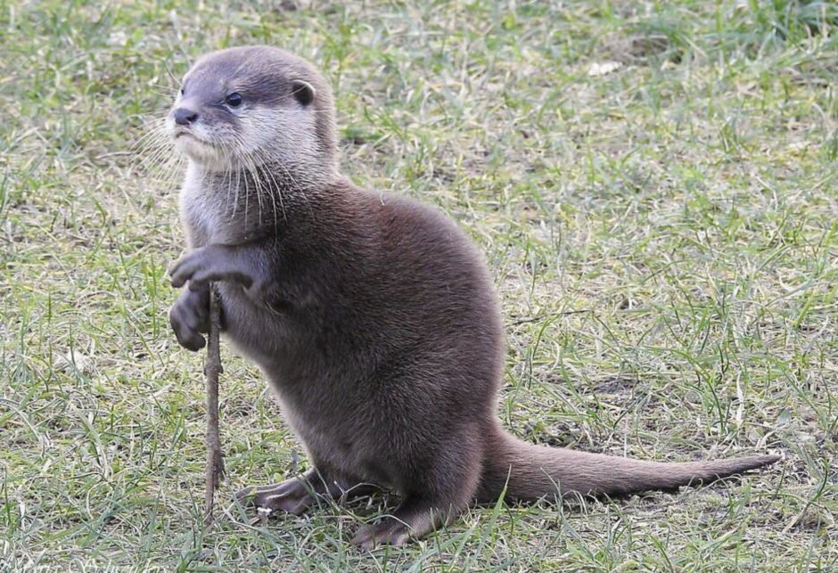 Каланы фото белые