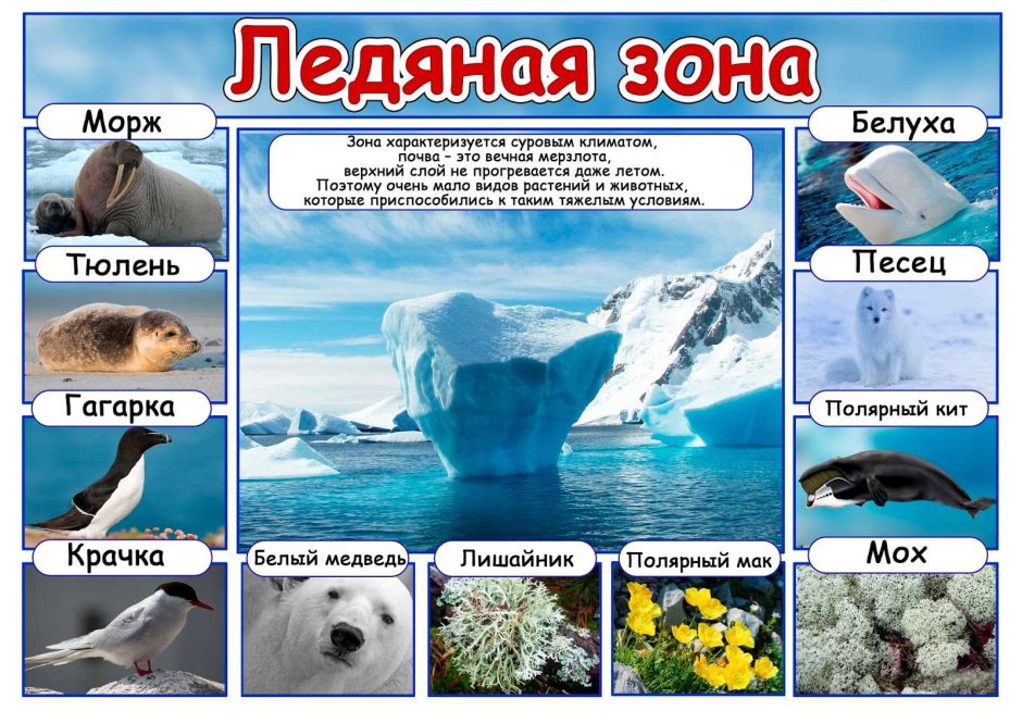 Животные ледяной зоны