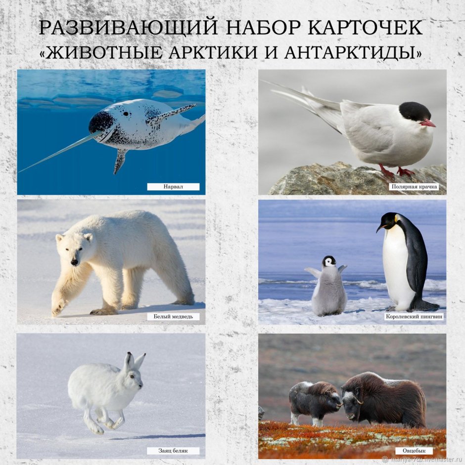 Животные Арктики и Антарктики