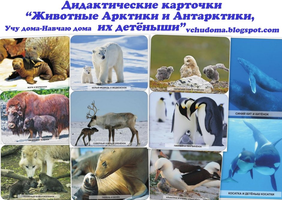 Животные Арктики и Антарктиды