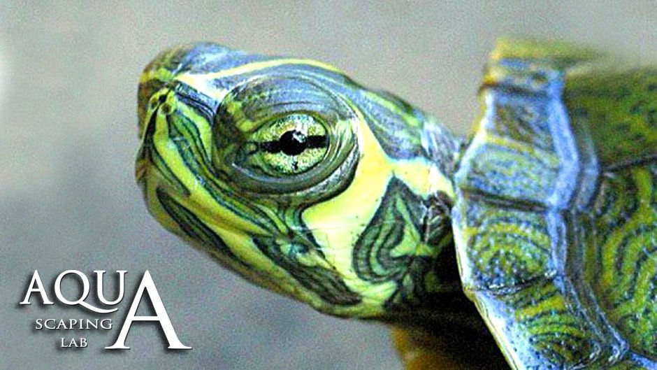 Кумберлендская черепаха