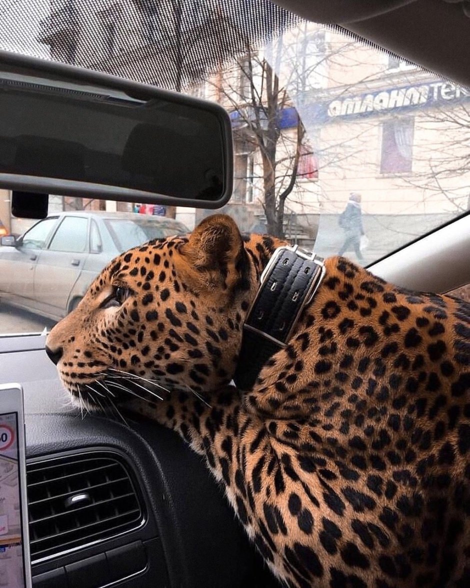 Леопард Цезарь
