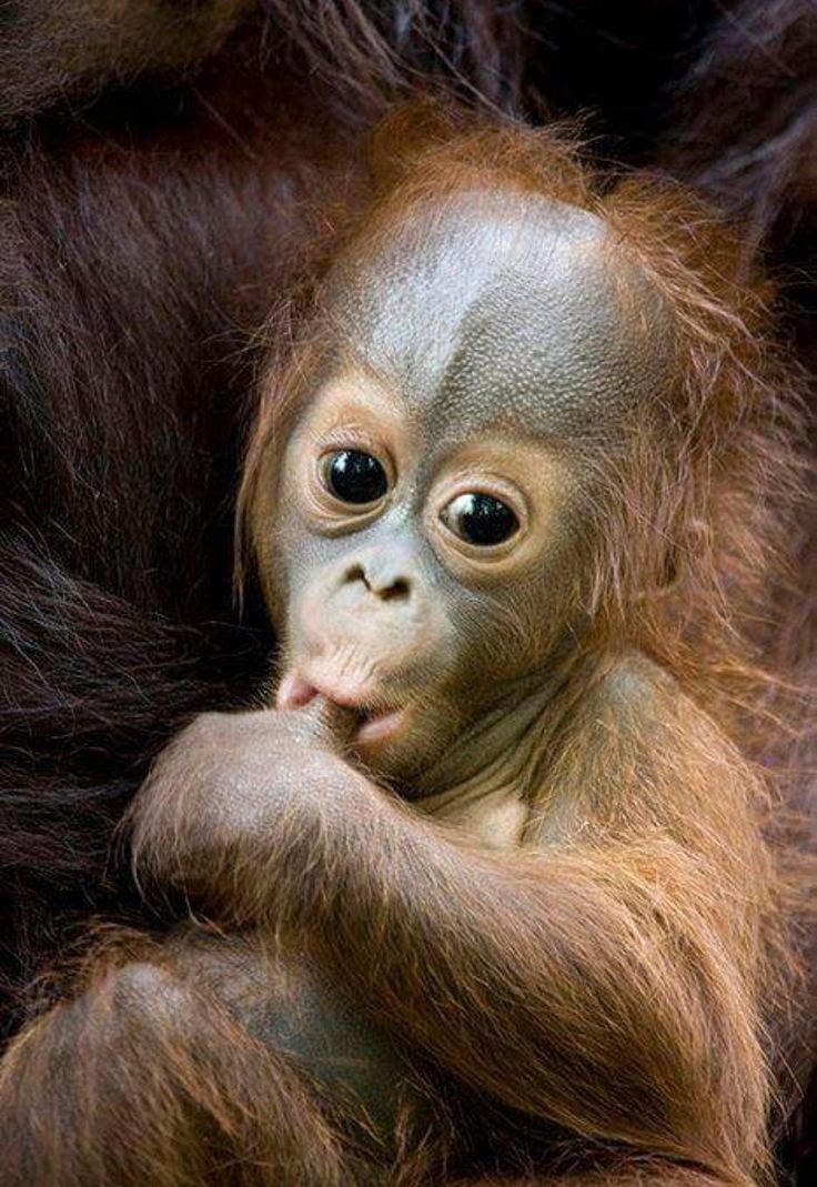 Милые обезьянки