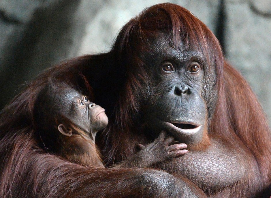 Маленький орангутан