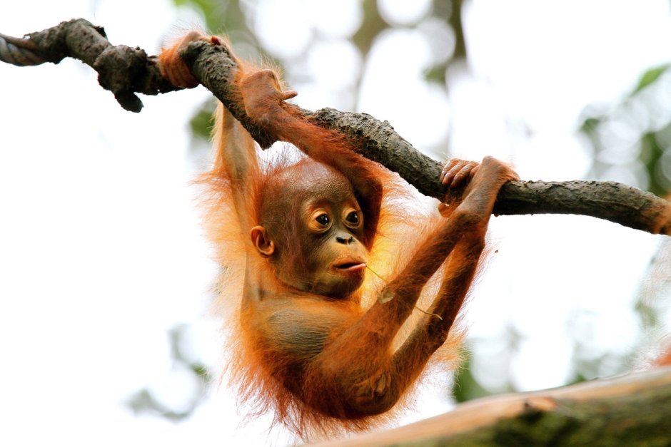 Маленькая обезьянка орангутанг