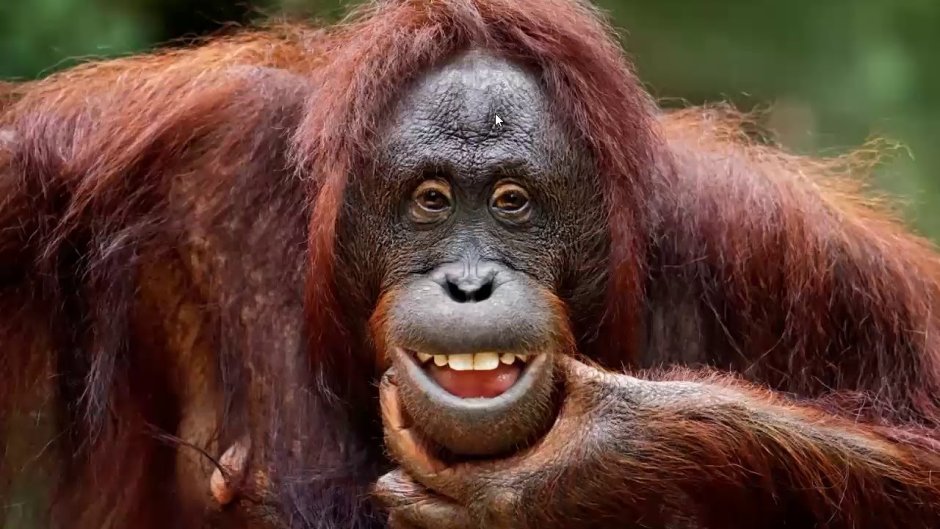 Зубы орангутанга