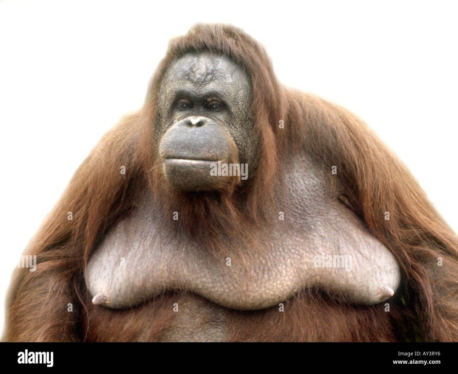 Коричневая обезьяна