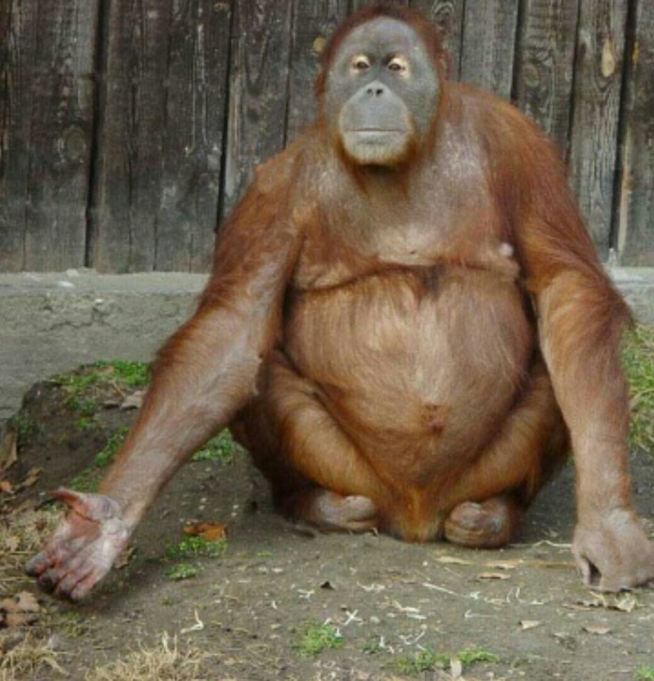 Орангутанг в полный рост