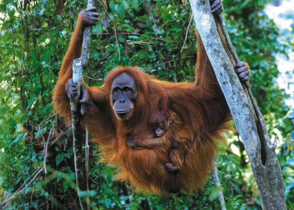 Орангутанский телефон
