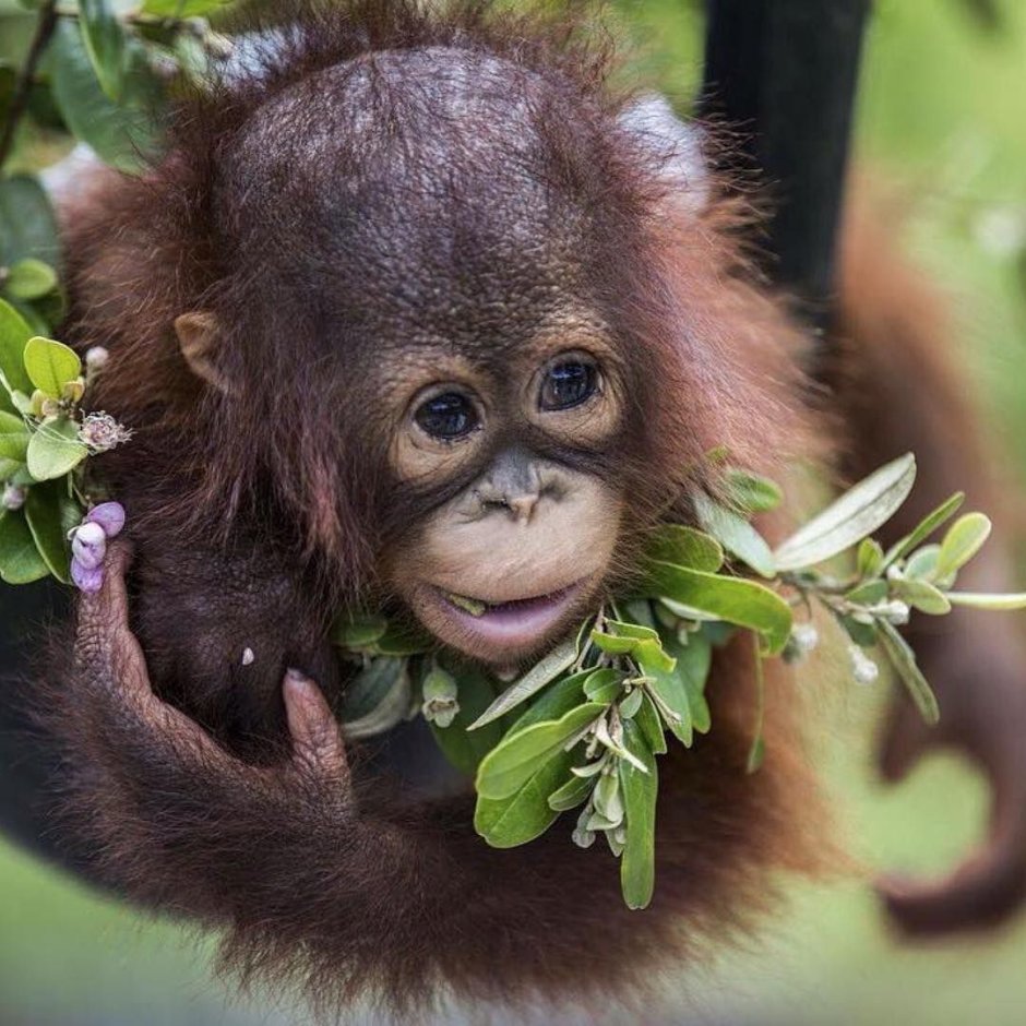 Шоколадка с орангутангом