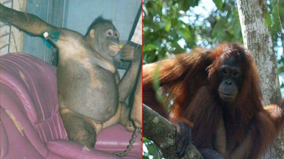 Орангутанг пони Борнео