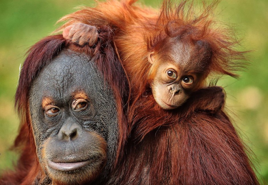 Милые орангутанги