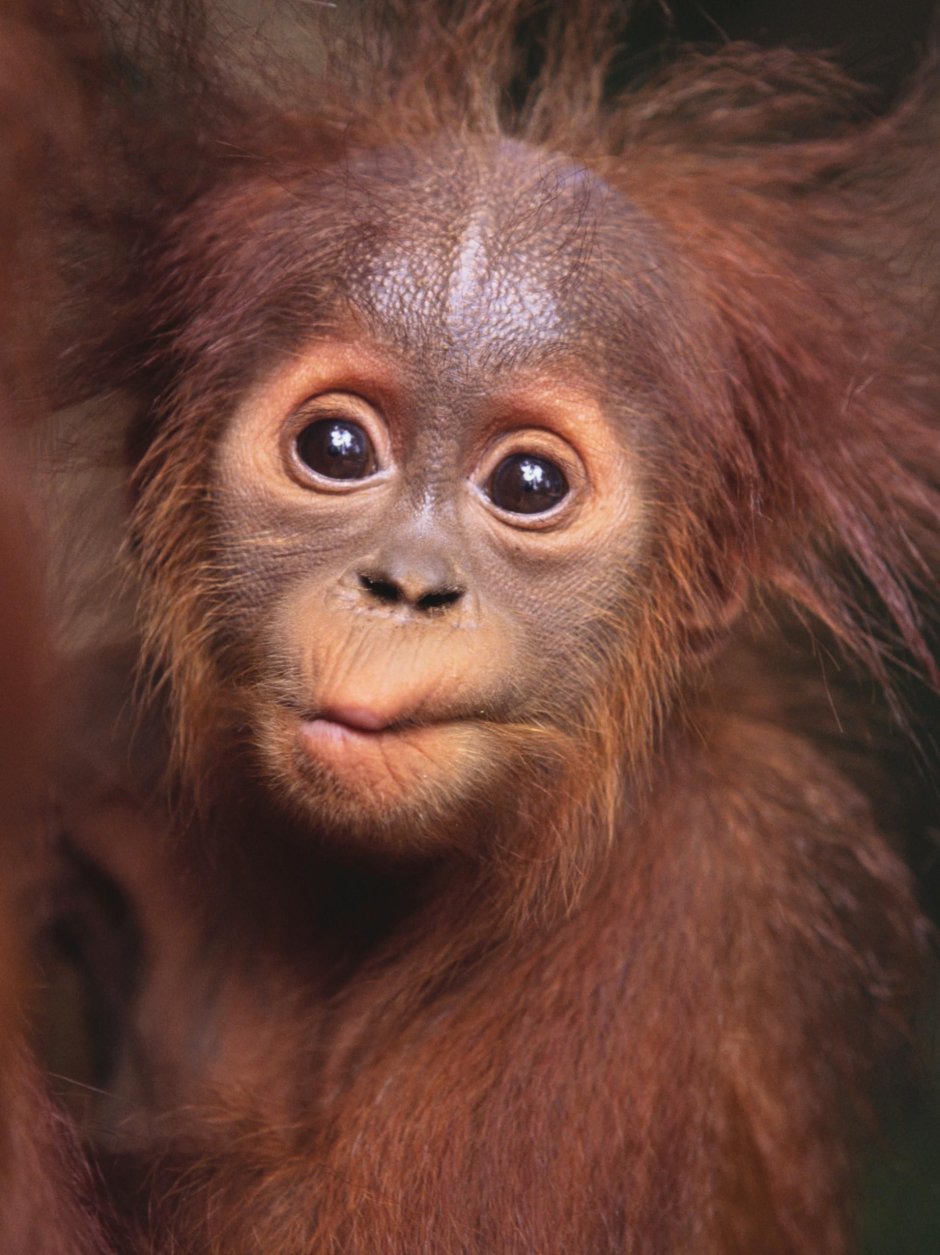 Лохматая обезьяна