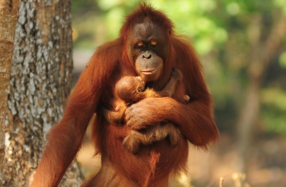 Орангутаны женская особь