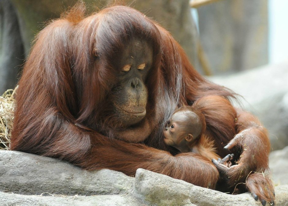 Орангутаны спариваются