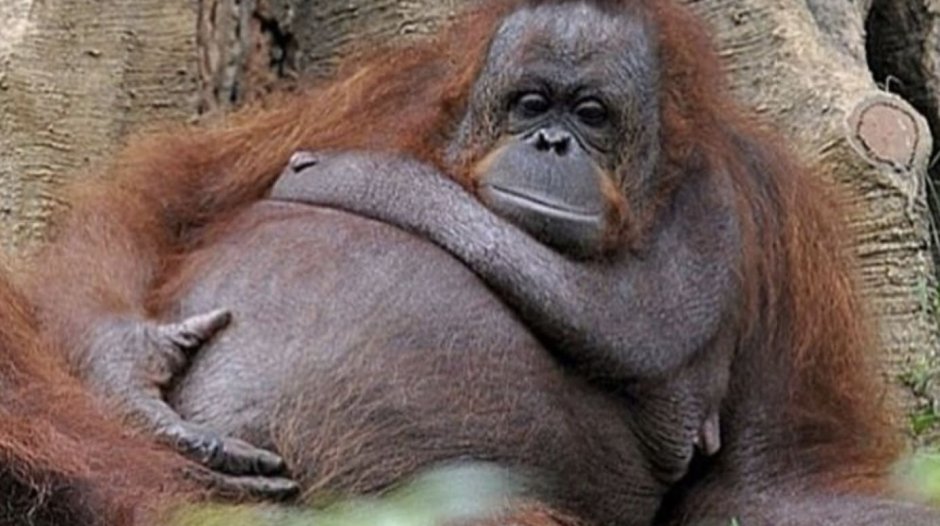 Старый орангутанг