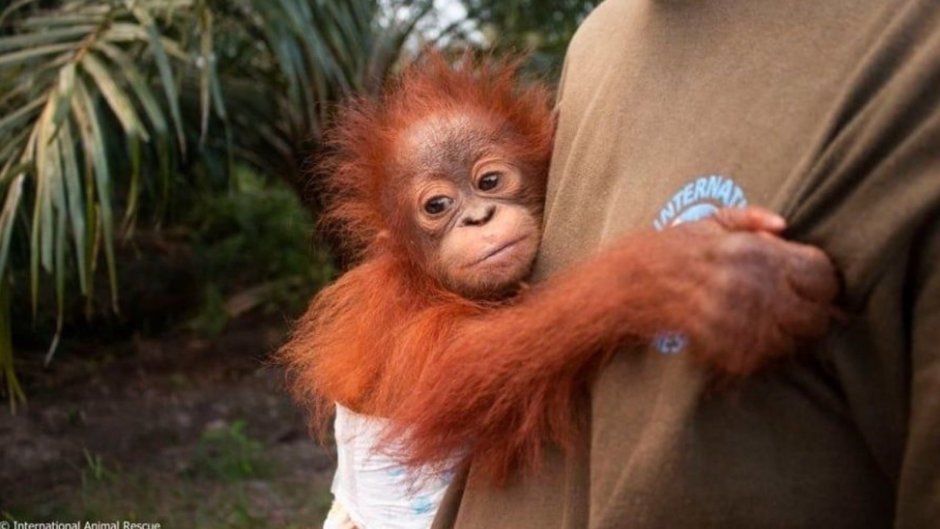 Бейби Джон орангутанга