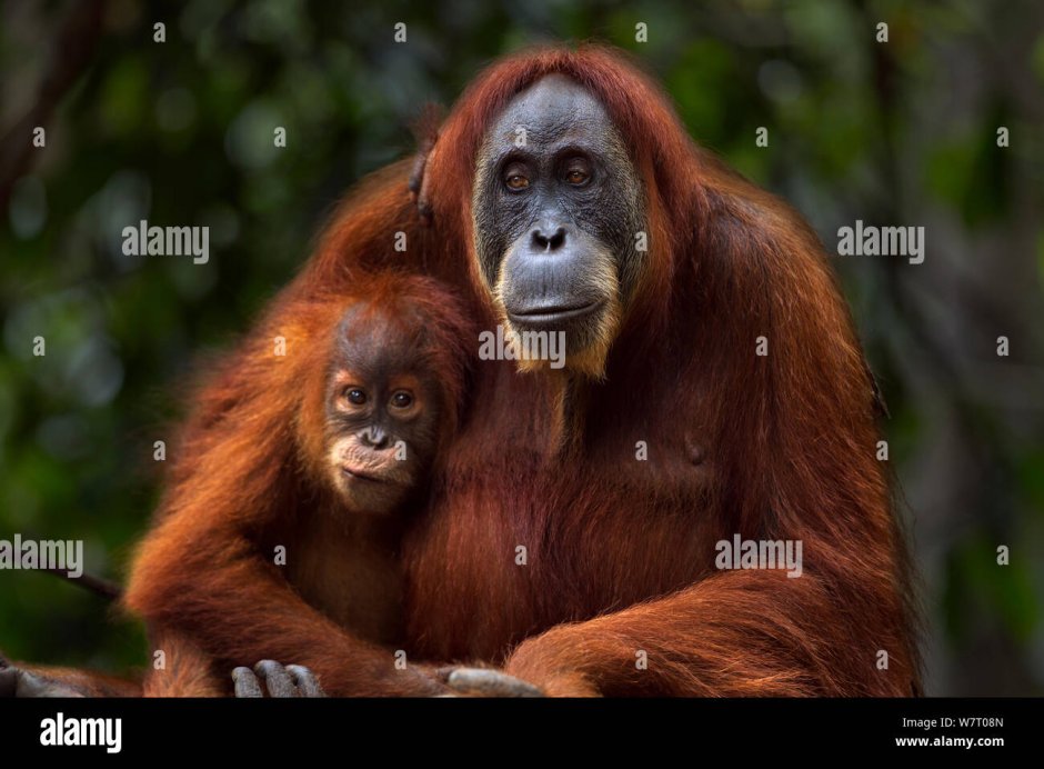 Половые органы самки орангутанга