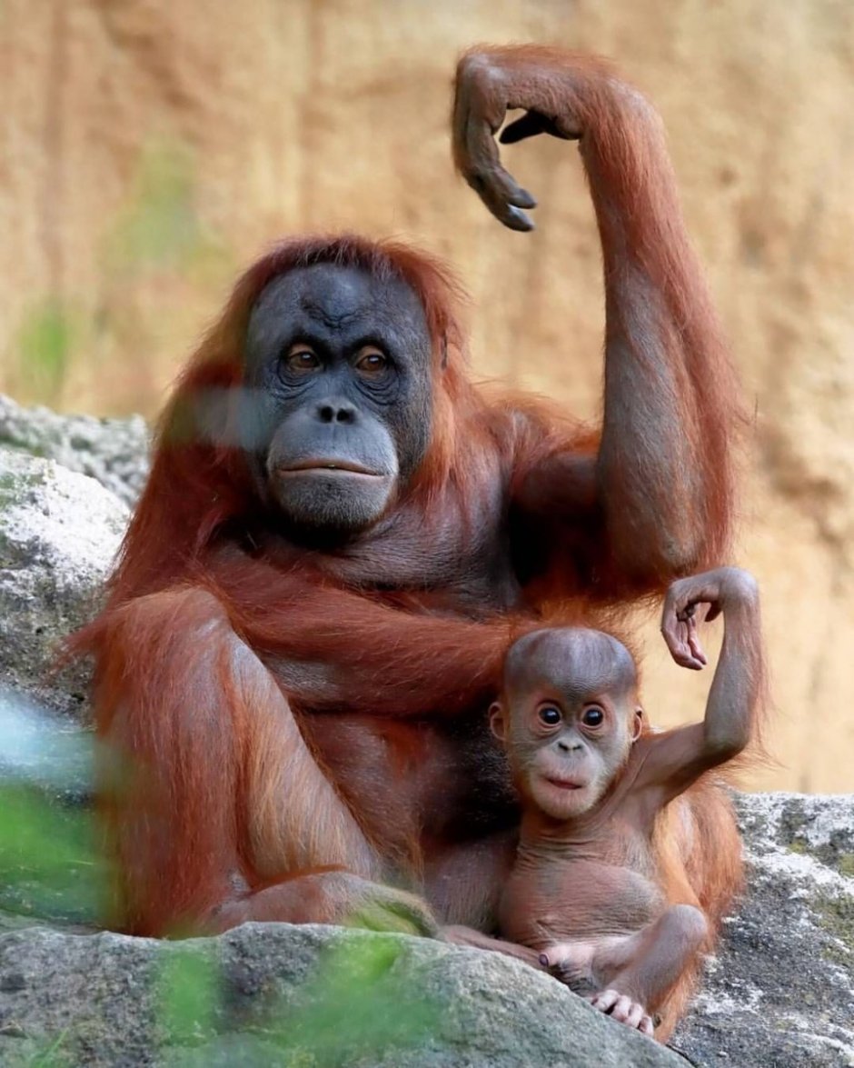 Обезьяны орангутан детеныш