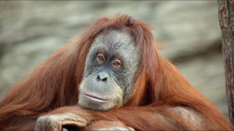 Смешные животные