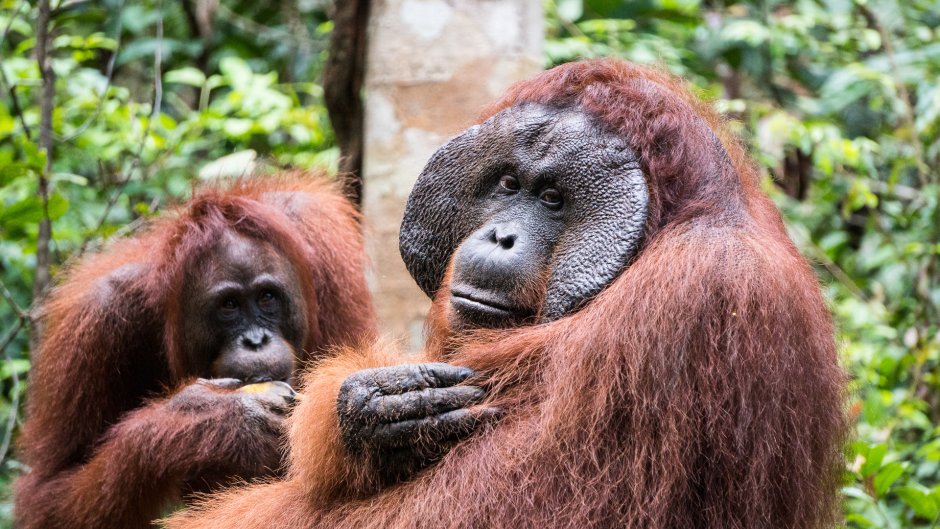 Орангутан детеныш