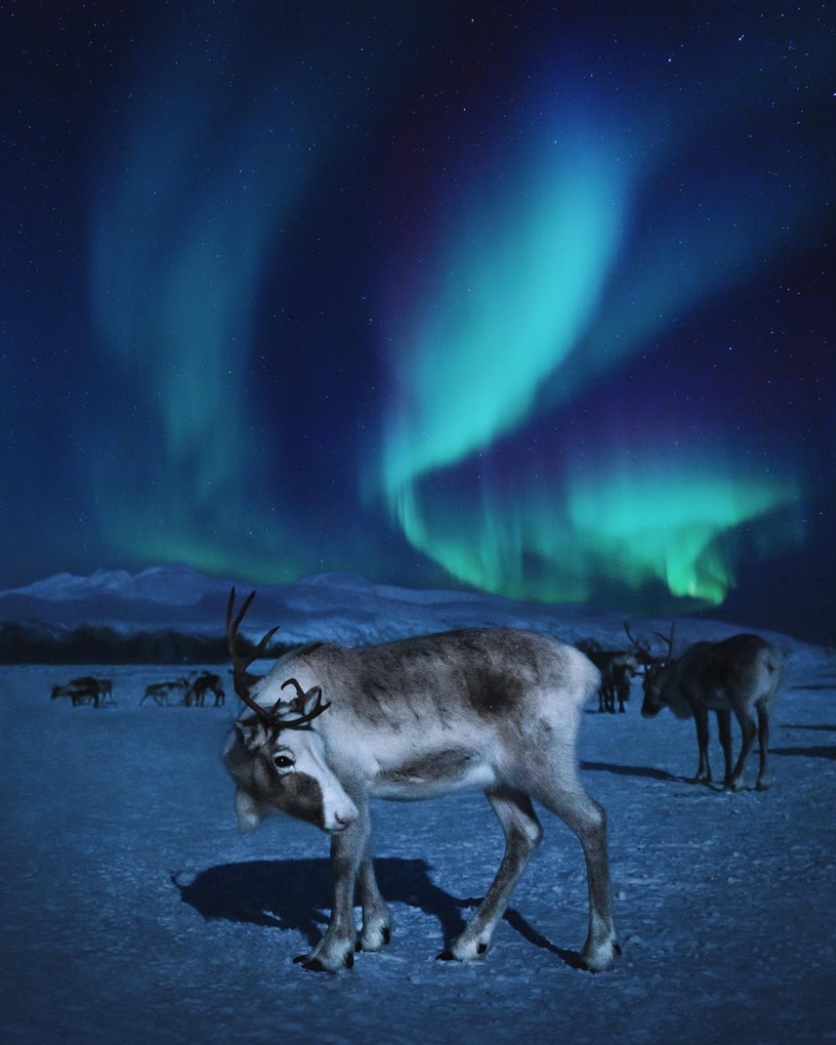 Оленеводы тундра Воркута чум