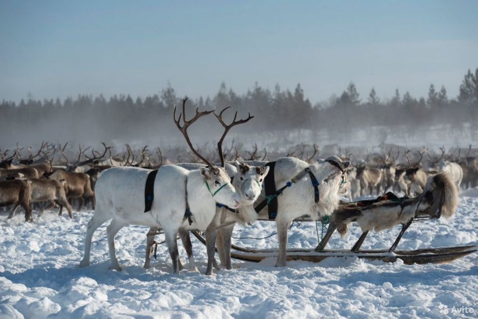 Тазовские олени