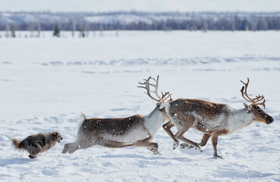Северный олень проблемы выживания