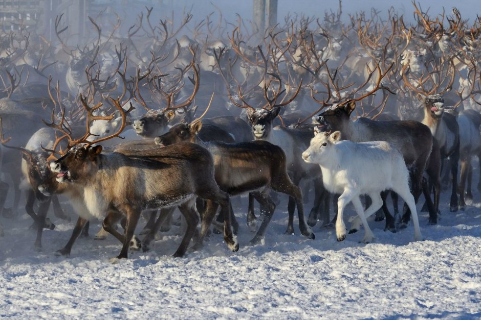 Северный олень в тундре
