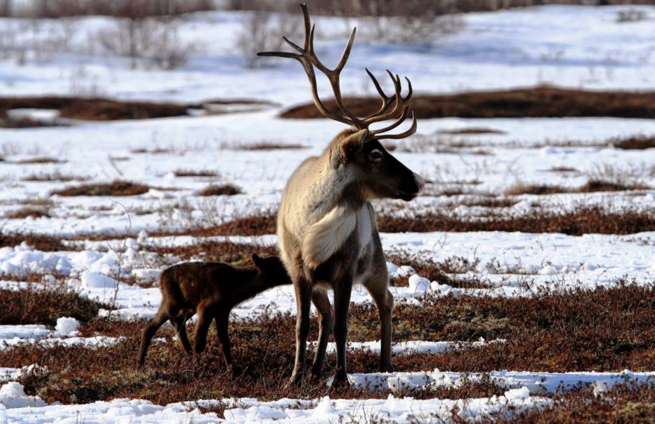 Ненцы тундра олени