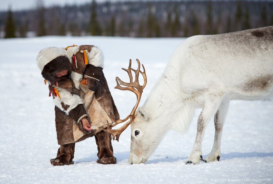 Воркута тундра оленеводы