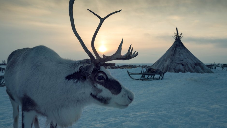 Северный олень новоземельский п/вид