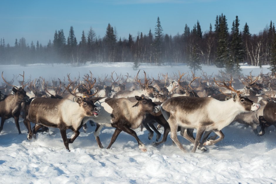 Олени с оленеводами в тундре