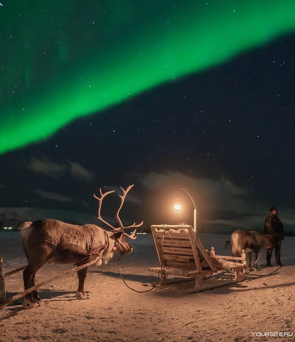 Олени Ямала