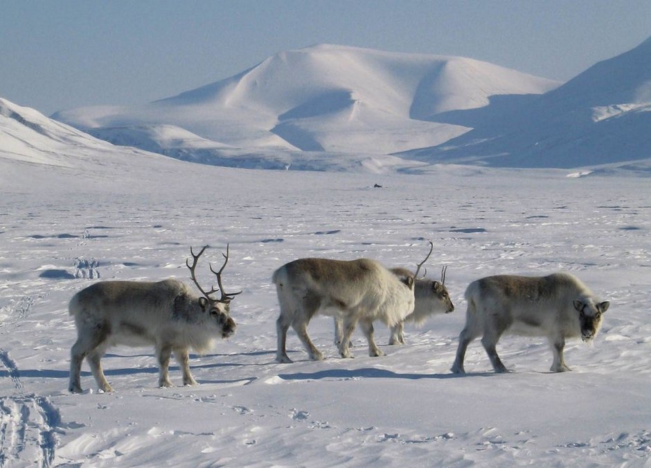 Заповедник Таймыр оленеводство