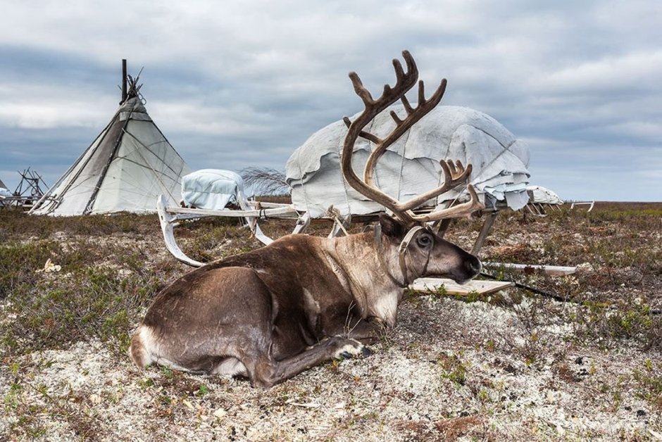 Фотографии Северного оленя