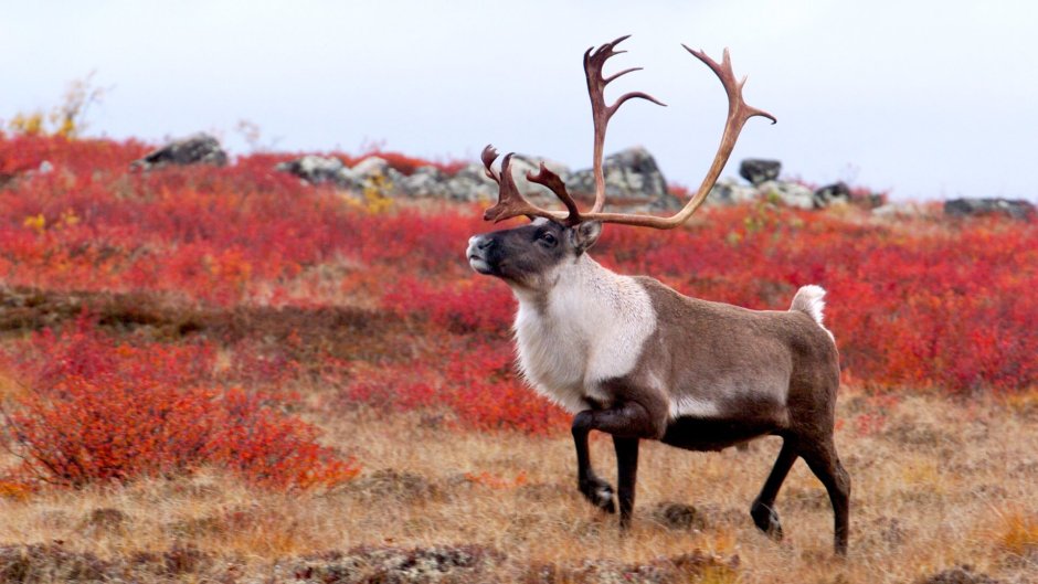 Северный олень Кольского полуострова